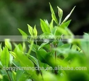 100% Natural Green Tea Extract Polyphenols 20%-98% EGCG 10%-95% Catechins 10%-90% HPLC thumbnail-4