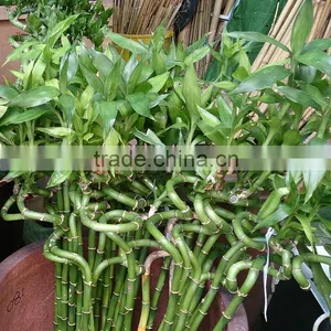 Dracaena Lucky Bamboo for Elderly thumbnail-1