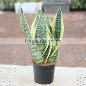 Formaldehyde Plants Sansevieria thumbnail-2