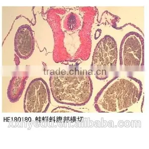 Amphiuma Microscope Prepared Slides Frog Tissue and Organ Slides Tadpole Prepared Slides thumbnail-5