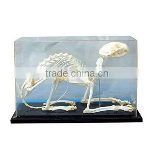 Vivid Cat/animal Skeleton Specimen for Teaching and Medical Purpose thumbnail-1