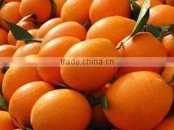 GOOD QUALITY Fresh Naval and Valencia Oranges thumbnail-3