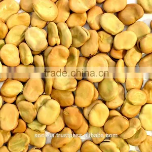 Australian Broad Beans thumbnail-1
