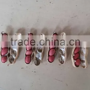 Peanuts in Shell 7-9,9-11,11-13 Specification thumbnail-5
