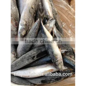 Good Quality Mackerel Fish Frozen thumbnail-4