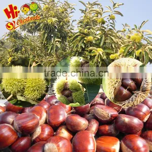 Hebei Organic Fresh Chestnuts thumbnail-2