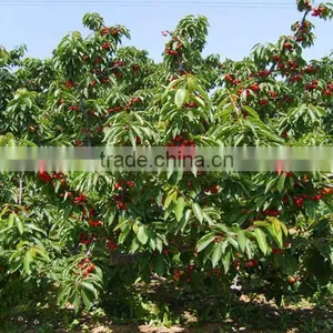 Cherry Seedling thumbnail-3