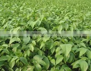 Syzygium Samarangense Tree Seedlings, Java Apple, Semarang Rose-apple, Wax Jambu thumbnail-5