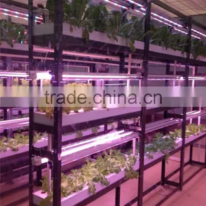 Multi-span Hydroponic China Greenhouses thumbnail-2