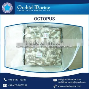 Excellent Quality and Tasty Octopus From Wholesale Supplier thumbnail-5