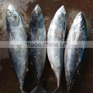 Superior Fresh W/r Bonito Tuna thumbnail-3