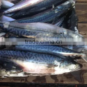 Pacific Mackerel thumbnail-5