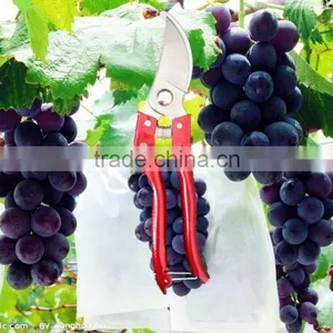 Hot Sale Grape Branch Cut thumbnail-1