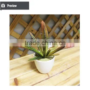Mini Potted Succulents Flowering Succulent Plants Preserved Mini Succulent Plants Bonsai thumbnail-4