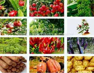 Agrochemicals Paclobutrazol 15%wp Powder Mango Control Overgrowth Cas 76738-62-0 thumbnail-3