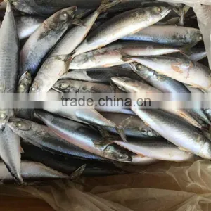 WR Frozen Pacific Mackerel thumbnail-4
