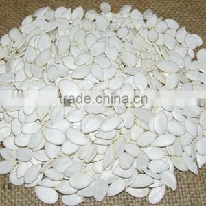 PUMPKIN SEED/SHINE SKIN PUMPKIN SEED thumbnail-2