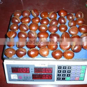 Wholesale Chestnut /Horse Chestnut/Chestnut From Fty thumbnail-5