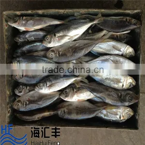 New Catch Fresh Seafood Forzen Horse Mackerel From China Supplier thumbnail-1