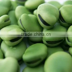 Good Quality Dry Broad Bean/fava Grain Crop/pulses thumbnail-3