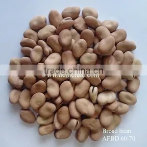 Good Quality Dry Broad Bean/fava Grain Crop/pulses thumbnail-5