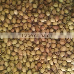 Coriander Seed thumbnail-1