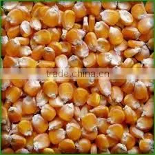 Food Grade Yellow Corn thumbnail-1