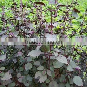 Hot Sale Organic Perilla Seed Oil Rich in Omega 3 thumbnail-4