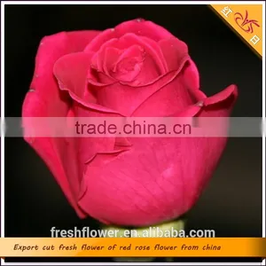 Wholesale Fresh Cut Rose Flower Rose Named Peach Rose From China thumbnail-1