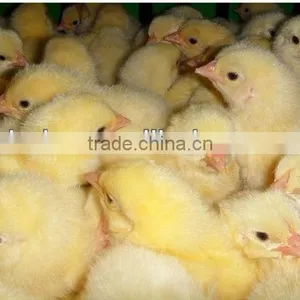 Live Chicken Box/transportation Chicken Cages thumbnail-5
