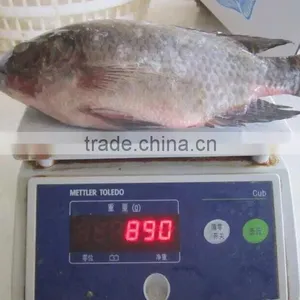 Frozen Tilapia thumbnail-3