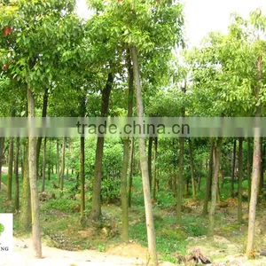Cinnamomum Camphora ( Landscaping Tree in Cold and Tropical Climate) thumbnail-1