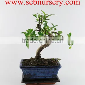 Ficus 15cm Art thumbnail-1