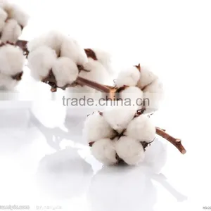 Newly Automatic Cotton Seed Removal Machine thumbnail-6
