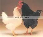 Liquid Probiotics for Poultry / Liquid Compound Probioitcs for Poultry Drinking Water SUKAFEED-AB thumbnail-3