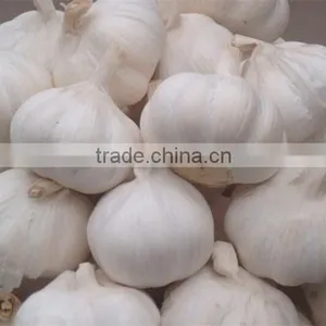 Chinese Garlic thumbnail-1