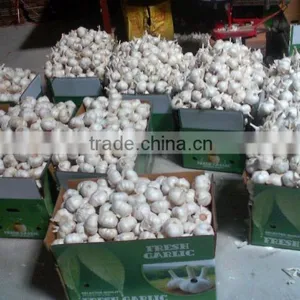 2016 Crop New Collected China Fresh Garlic thumbnail-2