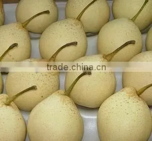 Supply Fresh Ya Pear With Good Quality for Sale thumbnail-5