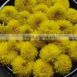 Asian Flower Tea Set Chinese Blooming Chrysanthemum Tea thumbnail-2