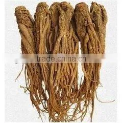 Chinese Angelica thumbnail-1