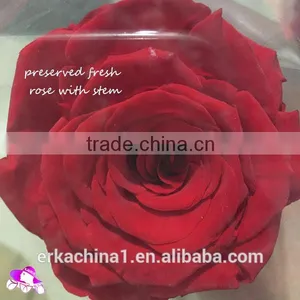 Natural Preserved Roses With Stems thumbnail-1