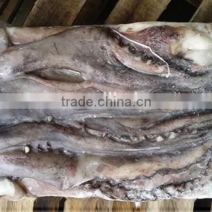 Wholesale Squid Frozen Giant Squid Tentacle thumbnail-2