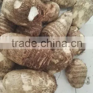 Rice Reaper Taro thumbnail-1