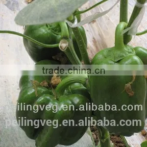 Green Fresh Bell Pepper From China Farmland thumbnail-5