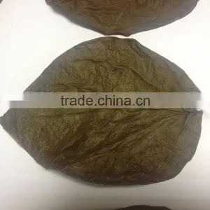 Dried Betel Leaf thumbnail-6