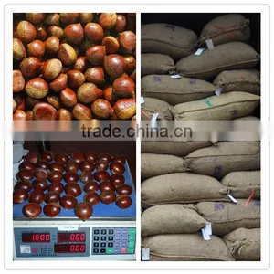 2015 New Corp Hot Sale 30-40/40-60/90-110 Sweet Organic Fresh Chestnuts thumbnail-5