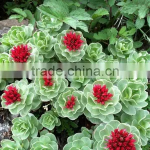 Rhodiola Rosea Root Extract Powder thumbnail-2