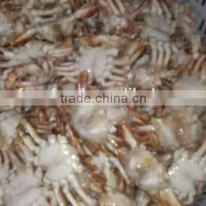 Frozen Sand Crab Whole thumbnail-2