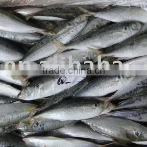 Frozen Mackerel Fish thumbnail-1