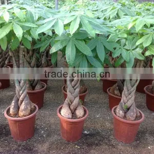 Pachira Aquatica ( Pachira Macrocarpa ) 60cm thumbnail-2